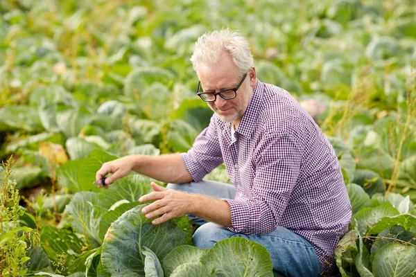 Senior baut Weißkohl auf Bauernhof an — Stockfoto