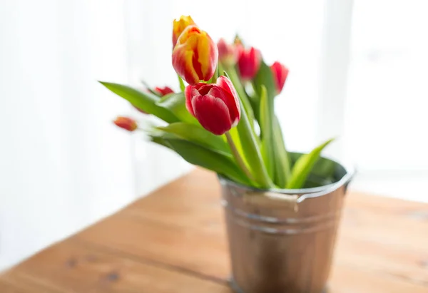Close up de flores de tulipa — Fotografia de Stock