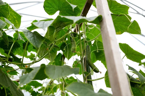 Nahaufnahme von Gurken, die im Gewächshaus wachsen — Stockfoto