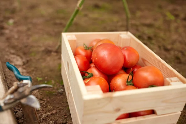 Red tomatoes in wooden box at summer garden — Stock Photo, Image