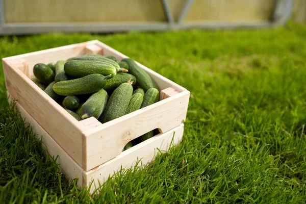 Cetrioli in scatola di legno nel giardino estivo — Foto Stock