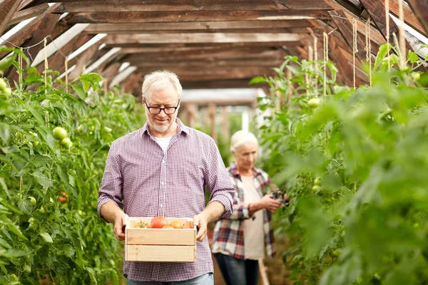 在农场温室，一对老夫妇带着一盒西红柿 — 图库照片