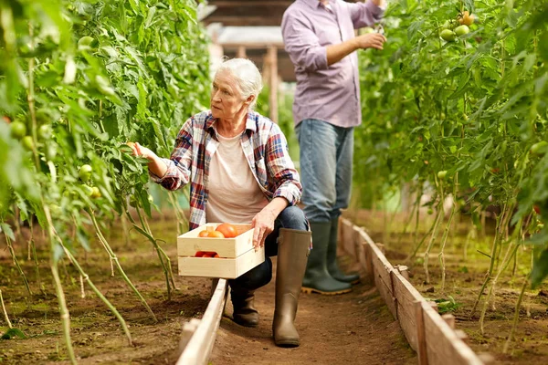 Stara kobieta, zbierając pomidory w szklarni farm — Zdjęcie stockowe
