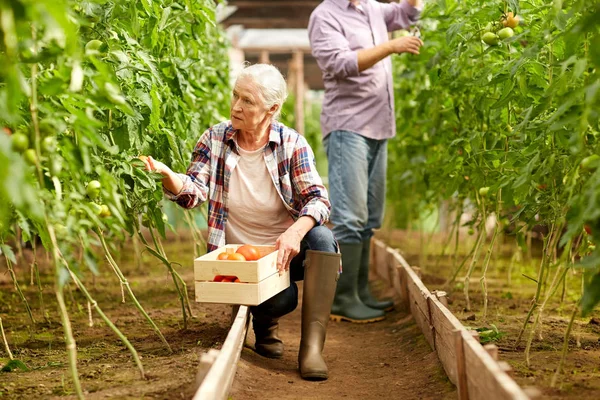 Gammal kvinna plocka tomater upp på gården växthus — Stockfoto