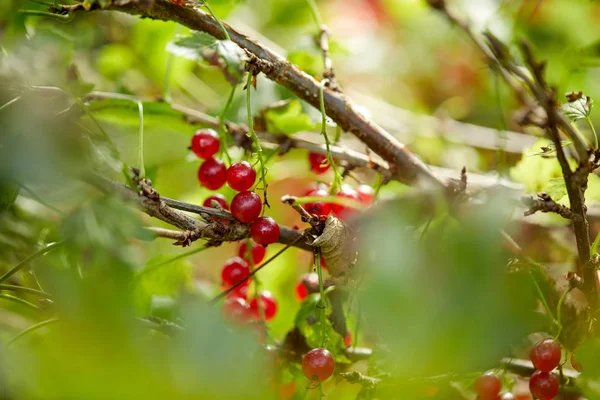 Кущ червоної смородини на літній гілці саду Ліцензійні Стокові Зображення