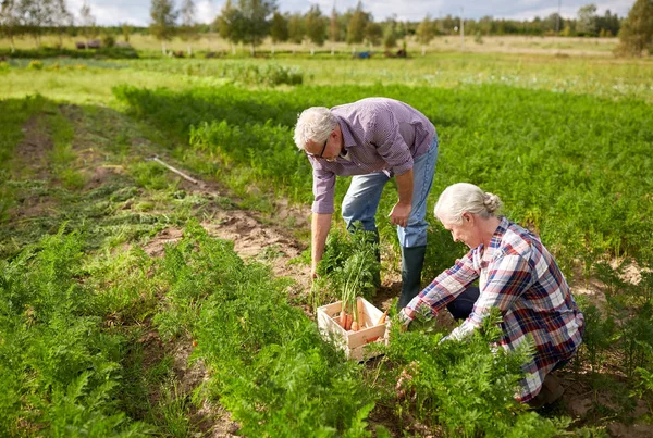 Idősebb pár doboz farm szedés sárgarépa — Stock Fotó