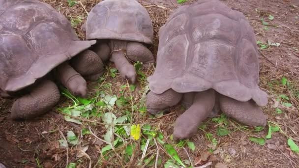 Riesenschildkröten im Freien — Stockvideo