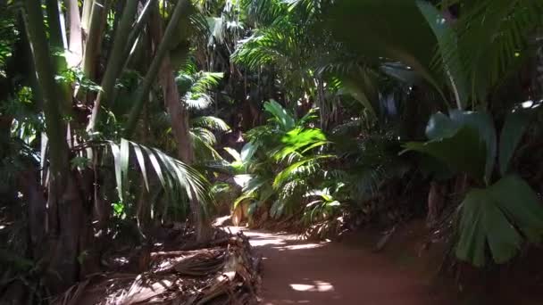 Sendero en bosques selváticos con palmeras en África — Vídeo de stock