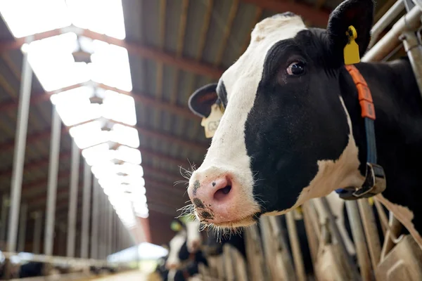 Koeherder in koeienstal op melkveebedrijf — Stockfoto