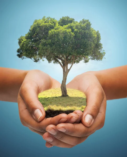 Hands holding green oak tree over blue background — Stock Photo, Image