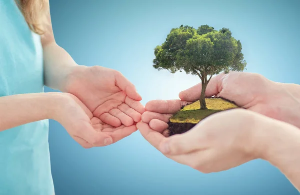 Close up of father and girl hands with oak tree — Stock Photo, Image