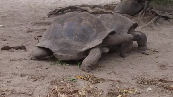 Огромные черепахи на открытом воздухе — стоковое видео