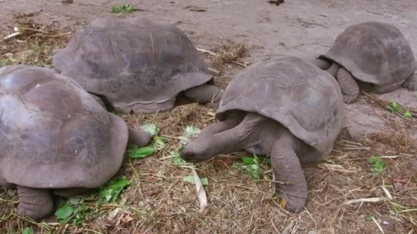 Гігантських черепах на відкритому повітрі — стокове відео