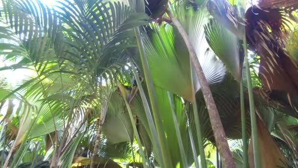 棕榈树在非洲丛林树林 — 图库视频影像
