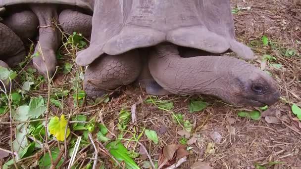 Giant tortoises eating plants on seychelles — Stock Video