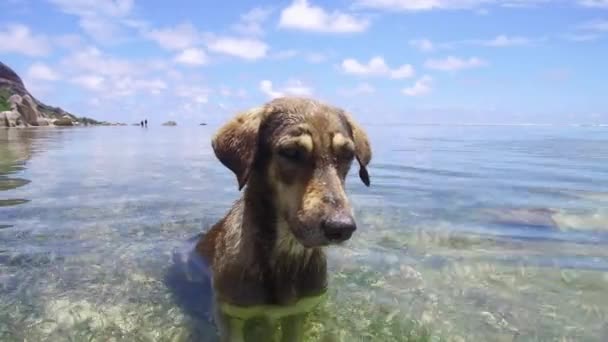 Dog in sea or indian ocean water on seychelles — Stock Video
