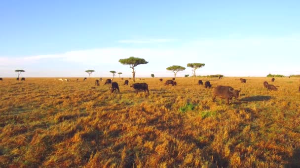 Buffalo bulls gazing in savanna at africa — Stock Video