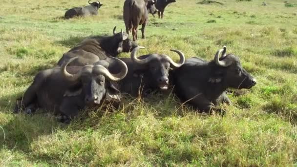 Buffalo bulls gazing in savanna at africa — Stock Video