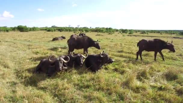 Μπάφαλο ταύροι ατενίζοντας στη σαβάνα στην Αφρική — Αρχείο Βίντεο