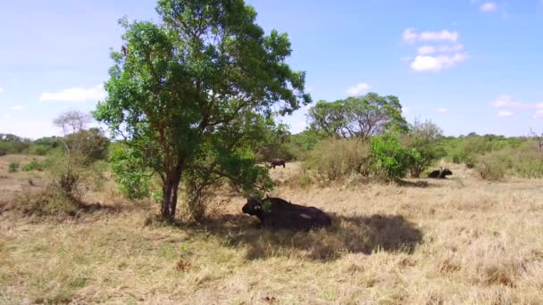 Toros de búfalo mirando en la sabana en África — Vídeo de stock