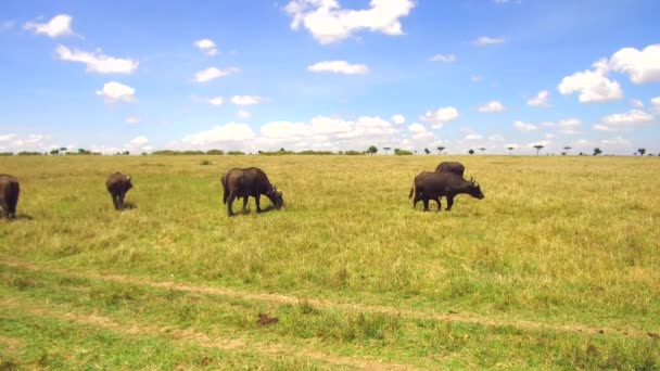 Touros de búfalo contemplando a savana na áfrica — Vídeo de Stock