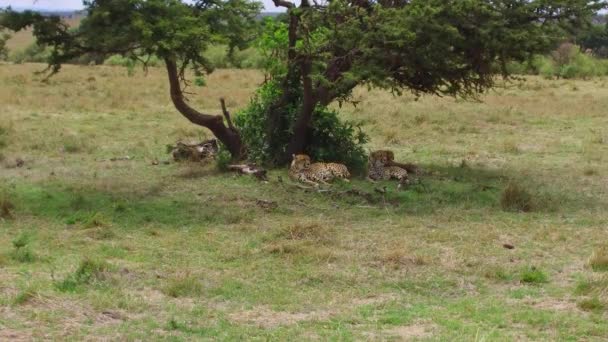 Cheetahs lying under tree in savanna at africa — Stock Video
