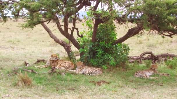 Gepardi ležet pod stromem v savaně v Africe — Stock video