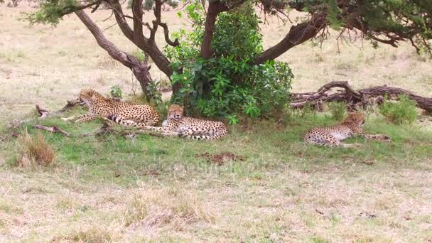 Cheetahs lying under tree in savanna at africa — Stock Video