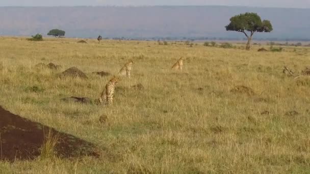 Guepardos cazando en la sabana de África — Vídeos de Stock