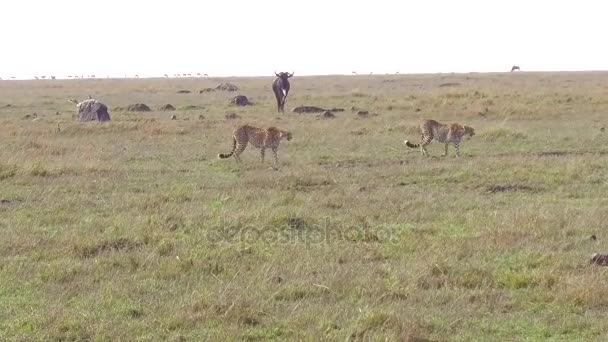 Guepardos y ñus en la sabana de África — Vídeo de stock