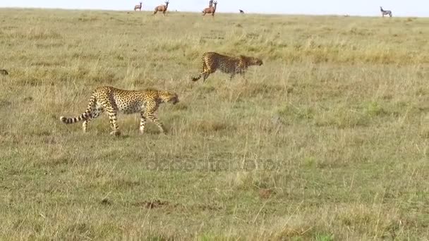 Guepardas caçando em savana na áfrica — Vídeo de Stock