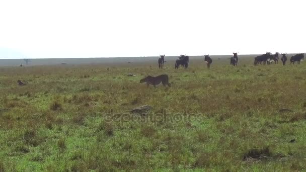 Guepardos y ñus en la sabana de África — Vídeo de stock