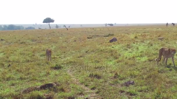 Cheetahs and wildebeests in savanna at africa — Stock Video