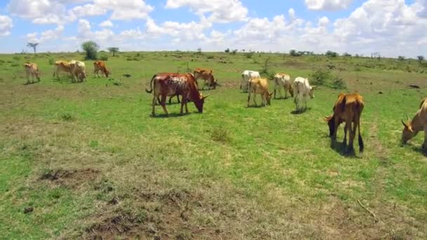 Cows gazing in savanna at africa — Stock Video