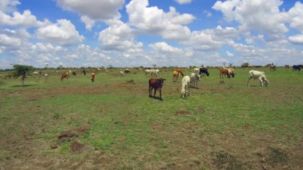 Kühe starren in der Savanne auf Afrika — Stockvideo