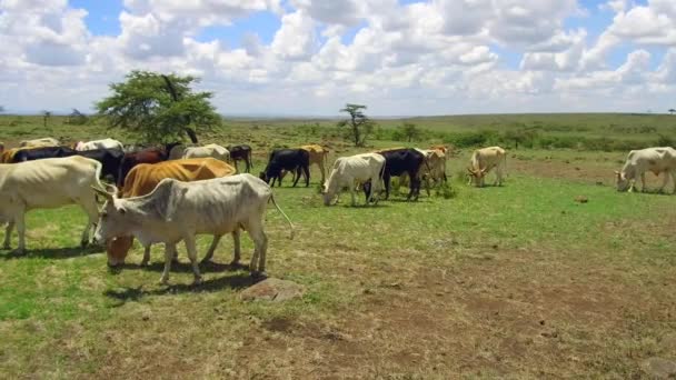 アフリカのサバンナを見つめる牛 — ストック動画