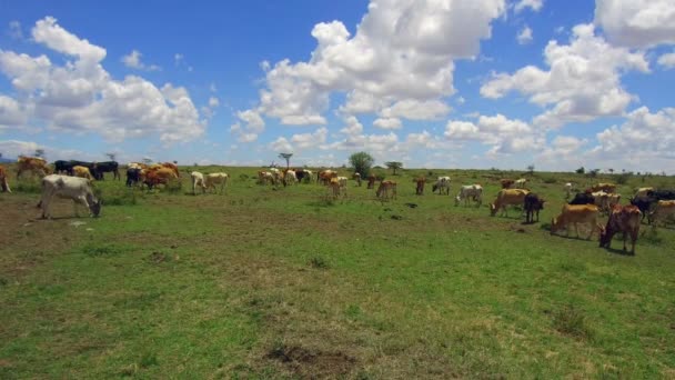 Cows gazing in savanna at africa — Stock Video