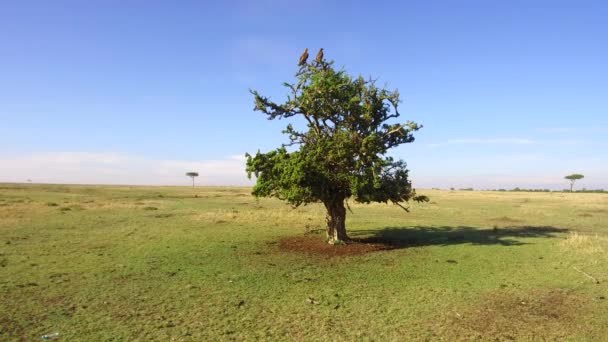 Águias na árvore em savana na áfrica — Vídeo de Stock