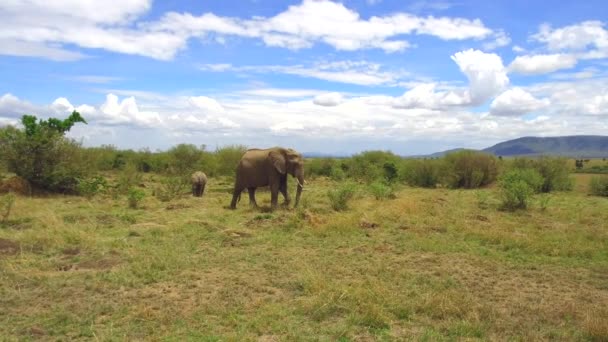 Elephant with baby or calf in savanna at africa — Stock Video