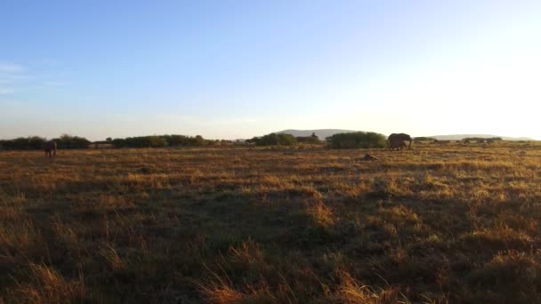 群与小牛在非洲大草原的大象 — 图库视频影像