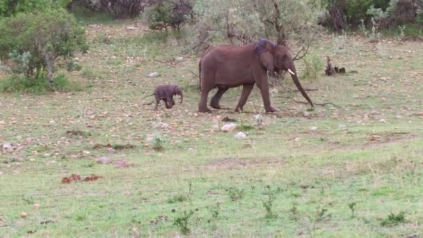 Elefant med baby eller kalv i savannen i Afrika — Stockvideo