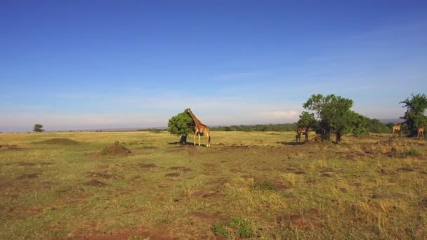 Жирафы едят листья деревьев в саванне в Африке — стоковое видео