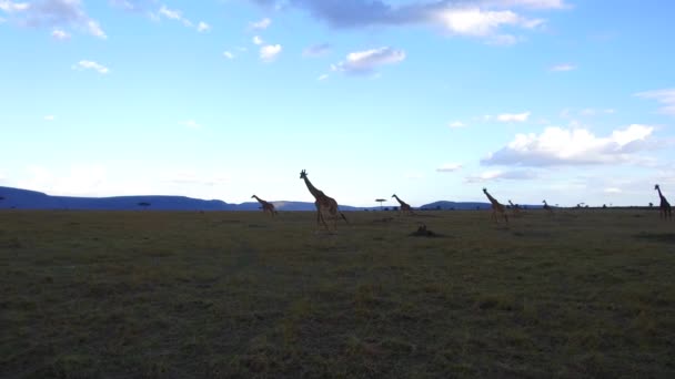 Group of giraffes walking along savanna at africa — Stock Video