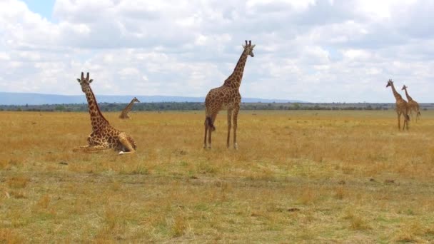 Group of giraffes in savanna at africa — Stock Video