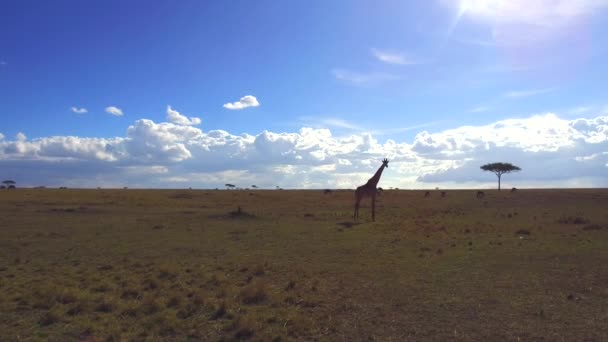 Girafa em savana na áfrica — Vídeo de Stock
