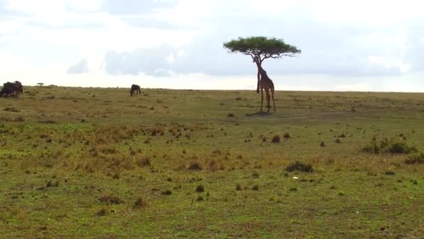 キリンとアフリカのサバンナでヌー — ストック動画