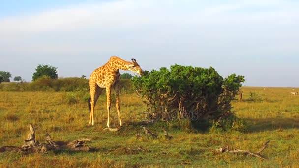 Жираф ест листья деревьев в саванне в Африке — стоковое видео