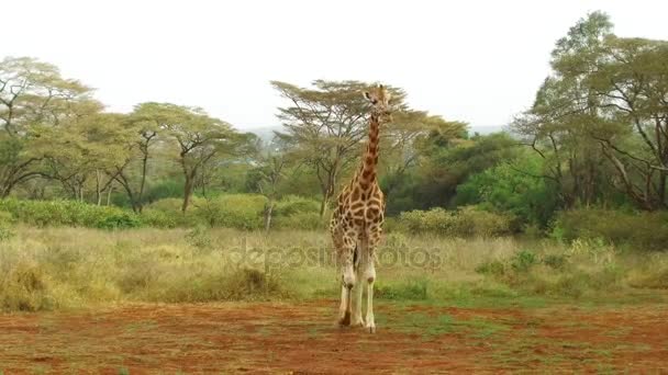 Giraffe walking along savanna at africa — Stock Video