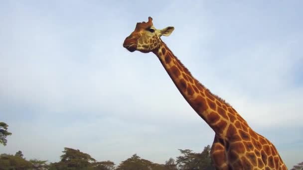 Jirafa en savanna en África — Vídeo de stock