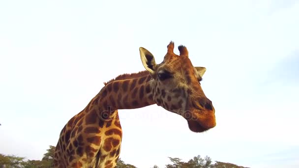 Жираф жует что-то в саванне в Африке — стоковое видео